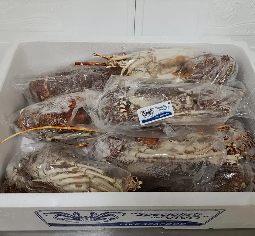 Frozen Pink Spiny Lobster Frozen Pink Spiny Lobster