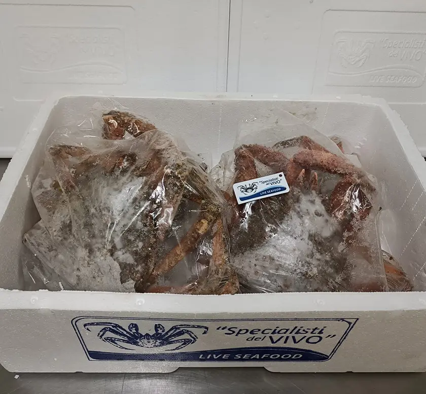 Frozen Spider Crab