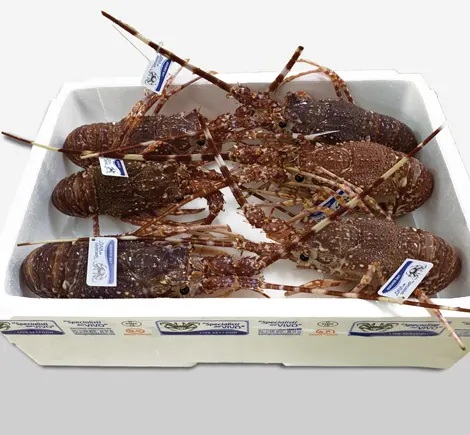 Mediterranean Pink Spiny Lobster