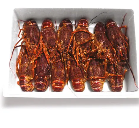 Cape Rock Lobster