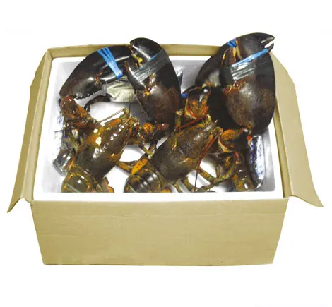 Jumbo American Lobster