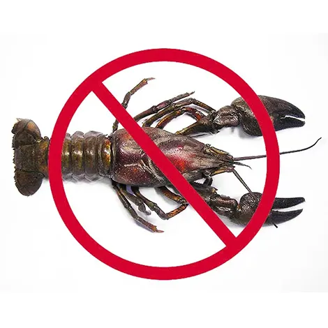 American Crayfish