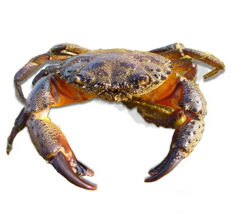 Warty Crab