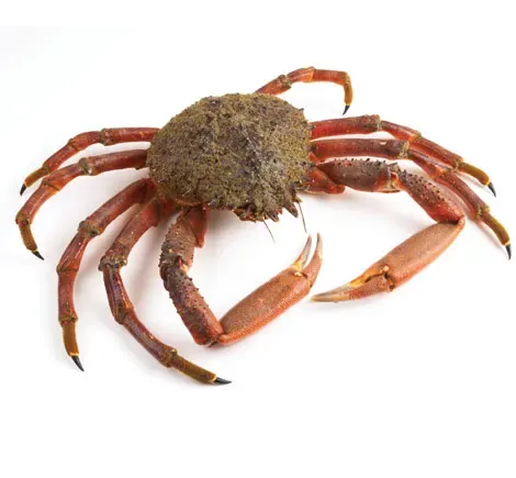 Atlantic Spider Crab
