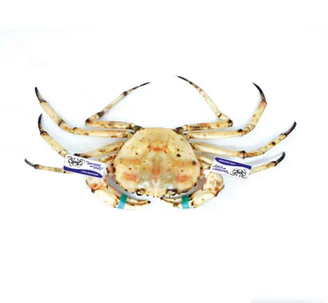 Golden Deepsea Crab