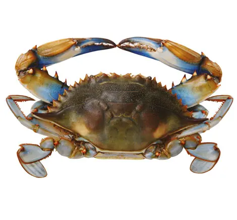 Blue Crab