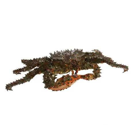 Spiny Crab