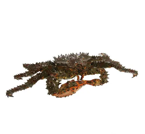 Granchio Reale (Spiny Crab)