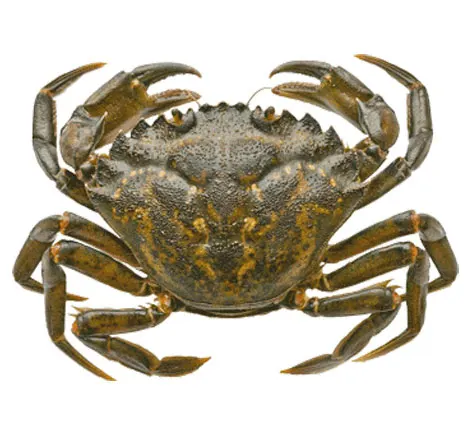 Green Crab