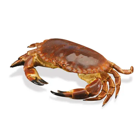 Brown Crab (Edible Crab), Cancer pagurus - SDV