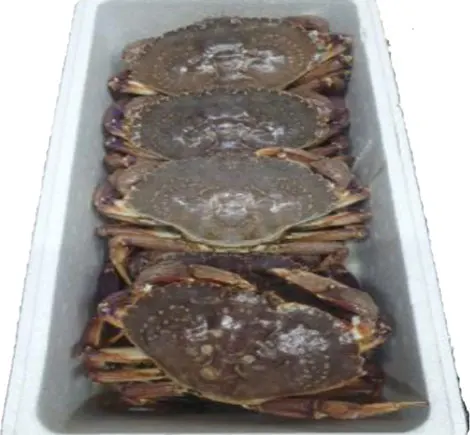 Rock Crab Rock Crab