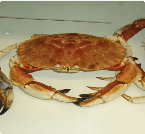 Jonah Crab
