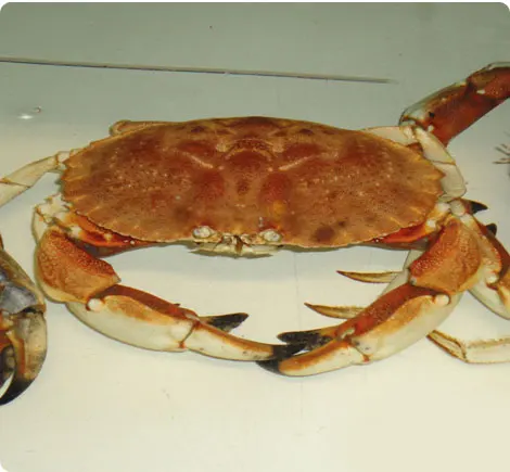 Granciporro Atlantico (Jonah Crab)