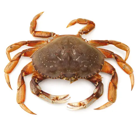 Dungeness Crab