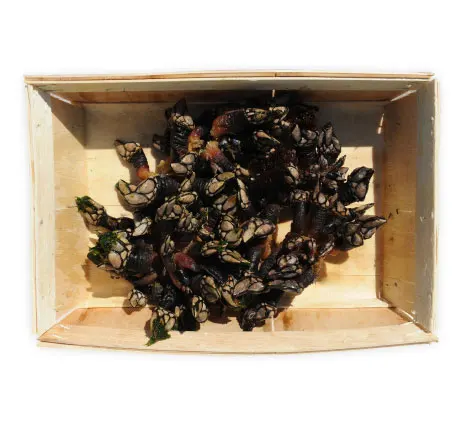 Balano Atlantico (Percebes)