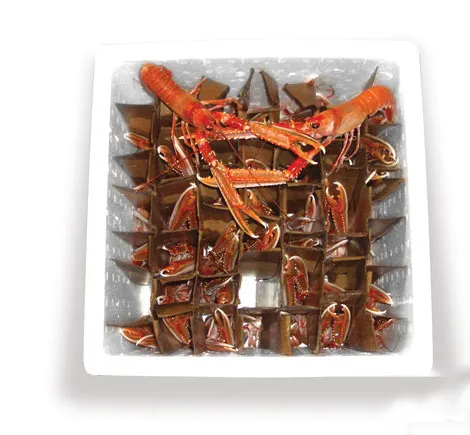 Scotland Langoustine