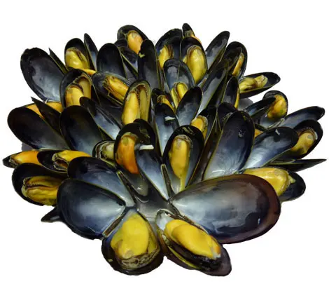 Atlantic Mussel (Bouchot)