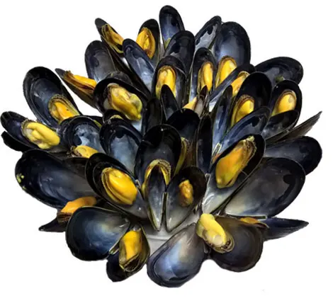 Ireland Rope Mussel