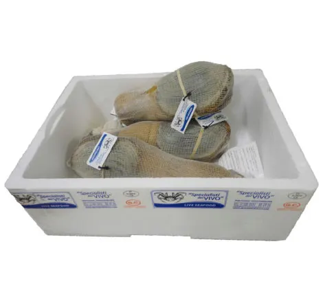 Geoduck Geoduck