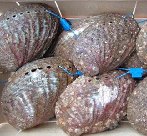 Abalone