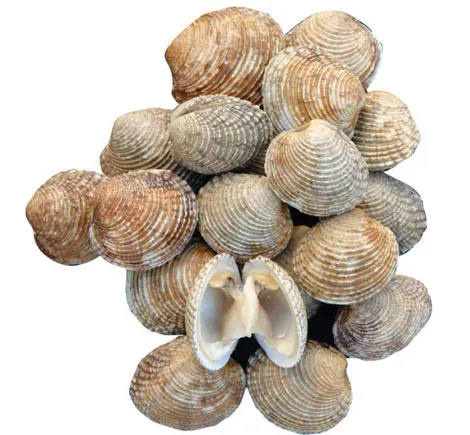 Warty Venus Clam