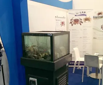 SDV stand