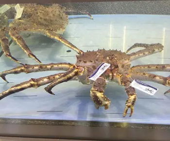 King Crab / Paralithodes camtschaticus