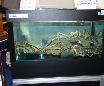 King Crab / Paralithodes camtschaticus