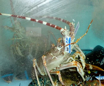 Pink Spiny Lobster / Palinurus mauritanicus