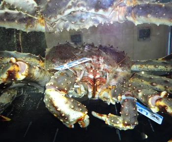 King Crab / Paralithodes camtschaticus