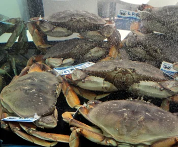 Granciporro (Dungeness Crab) / Cancer magister