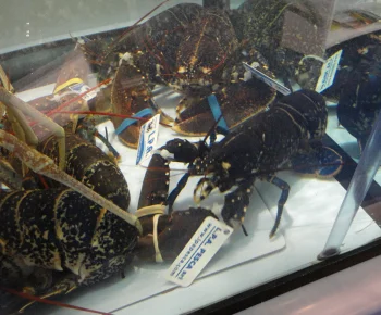 European Lobster / Homarus gammarus