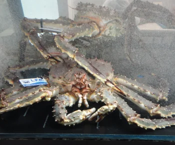 King Crab / Paralithodes camtschaticus