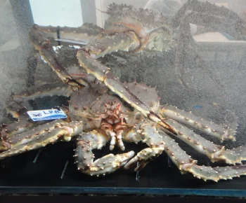 Granchio Reale (King Crab) / Paralithodes camtschaticus