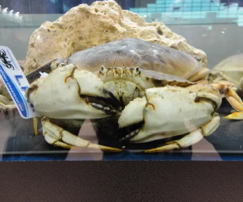Jonah Crab / Cancer borealis