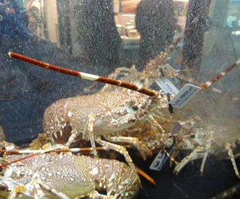 Aragosta di Fondale (Portogallo) / Palinurus mauritanicus