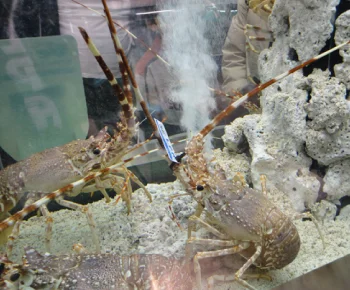 Pink Spiny Lobster / Palinurus mauritanicus