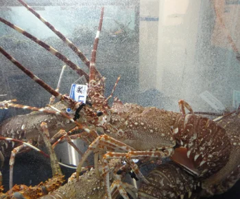 Pink Spiny Lobster / Palinurus mauritanicus