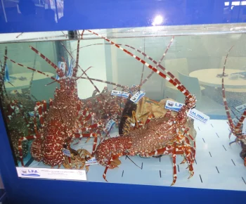 Granchio Reale (King Crab) / Paralithodes camtschaticus