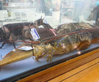 European Lobster / Homarus gammarus