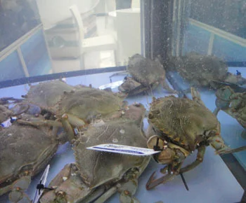 Blue Crab / Callinectes sapidus