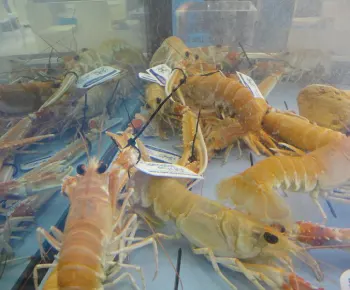 Live Scotland Langoustine