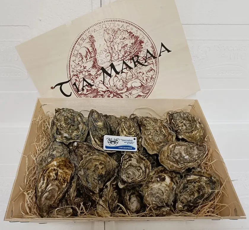 Ostrica Concava Speciale “Tia Maraa” Ostrica Concava Speciale “Tia Maraa”