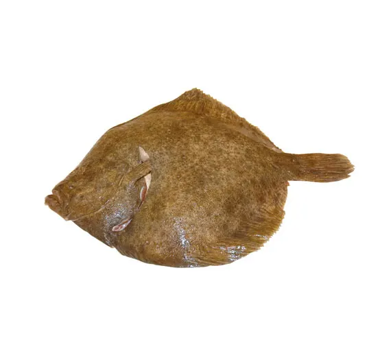 Farmed Turbot