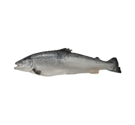 Farmed Salmon