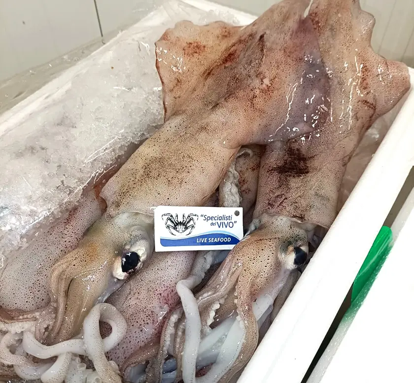 European Squid