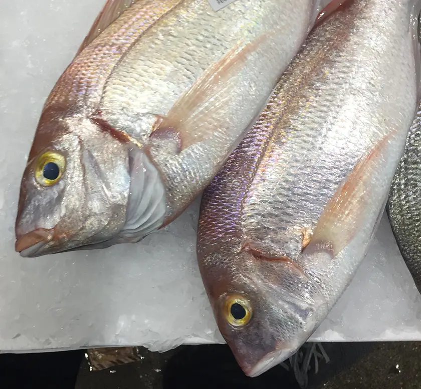 Spanish Seabream