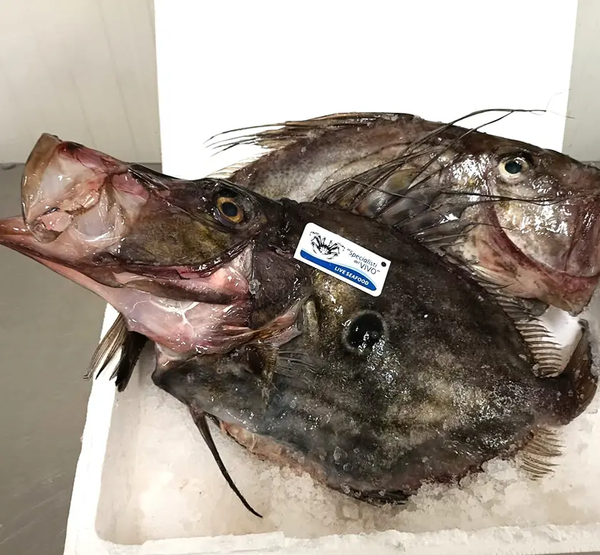 John Dory