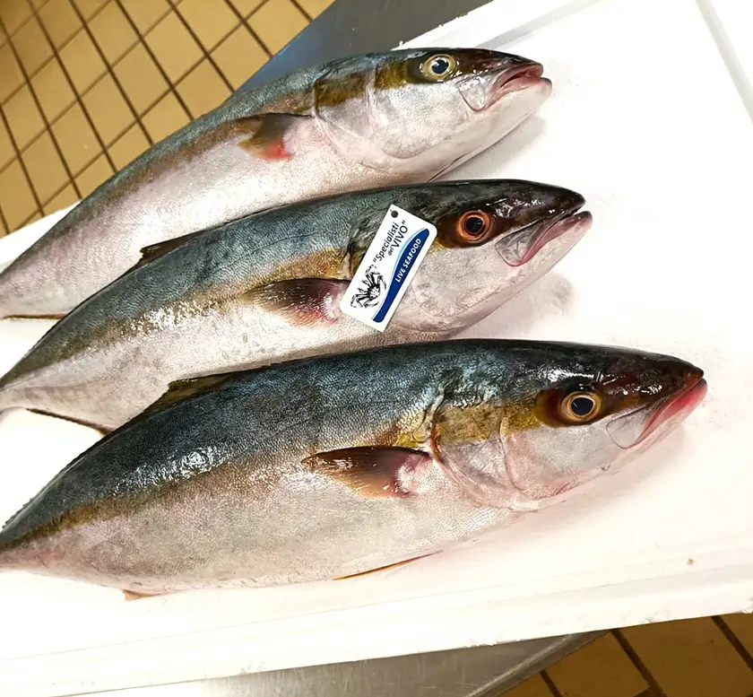 Pacific Greater Amberjack