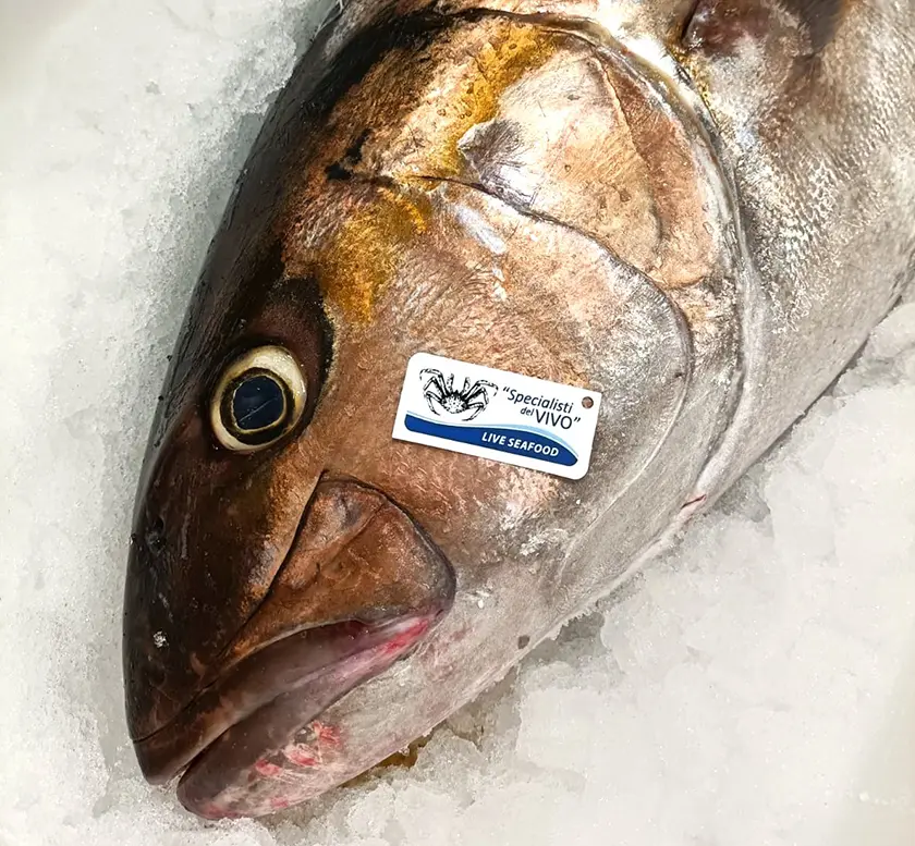 Greater Amberjack